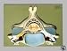 Fifth Cervical Vertebra-BS30
