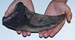 Tyrannosaurus Toe Claw Replica