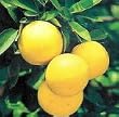 Oroblanco Grapefruit Semi Dwarf Five Gallon
