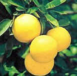 Oroblanco Grapefruit Semi Dwarf Five Gallon