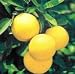 Oroblanco Grapefruit Semi Dwarf Five Gallon