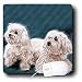 maltese35  - Dogs Maltese Maltese Mouse Pads