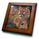 Florida Rare Panther - 8x8 Framed Tile