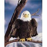 Morning Glory eagle