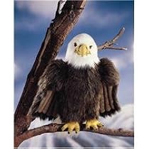Morning Glory eagle