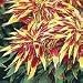 150 TRICOLOR AMARANTHUS PERFECTA (Summer Poinsettia/Joseph's Coat) Flower Seeds