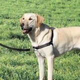 Easy Walk Harness and Leash (Large-Girth Adjusts 26-36, 6' leash 1 Wide, Black/Silver Color)