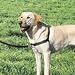 Pet Supplies : Easy Walk Harness and Leash (Large-Girth Adjusts 26-36", 6' leash 1" Wide, Black/Silver Color)