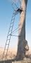 17' The Stealth Deluxe Ladder Stand from Big Game Treestands