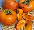 Giant Fuyu Persimmon Tree Five Gallon