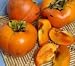 Giant Fuyu Persimmon Tree Five Gallon