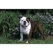 English Bulldog Floor Mat- 27 width x 18 length