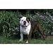 English Bulldog Floor Mat- 27" width x 18" length