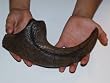 Allosaurus Fragilis Claw Replica