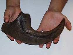 Allosaurus Fragilis Claw Replica