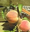 Halehaven Peach Tree Five Gallon