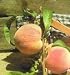 Halehaven Peach Tree Five Gallon