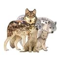 Sunsout Wolf Song Shaped 1000 Piece Jigsaw Puzzle