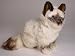   - Birman Kitten, Sitting - Lifelike Plush|One Size - 12 inches