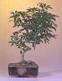 Hawaiian Umbrella Bonsai Tree-Large.Spiraled Trunk.(Arboricola Schefflera)
