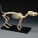 LFA #2015 Canine (Dog) Standard Size, Complete Skeleton