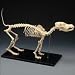 LFA #2015 Canine (Dog) Standard Size, Complete Skeleton