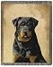 Rottweiler, Picken Pedigrees Afghan (47' x 60')