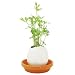 Eggling, Crack & Grow: Italian Parsley