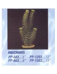 Pet Products: Hagen Marina Aquascaper Anacharis Large Plant, 12-Inch - Marina