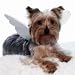 Angel Wings Dog Costume - Large