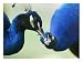 Male Peacocks Interact on a Farm in Mombasa, Kenya Animals Photographic Poster Print, 32x24 Image