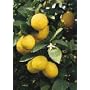 Meyer Lemon Tree Semi Dwarf Five Gallon