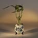 Bonsai Boy's Lucky Bamboo Bonsai Tree - Three Stalks<br><i>(dracena sanderiana)</i>