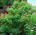 O'Neil Red Horsechestnut Shade Tree Shipped Potted in Soil