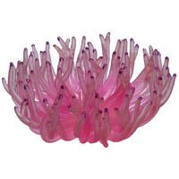 Atlantic Anemone Coral - Pink - 7 in. x 7 in. x 4 in. by Blue Ribbon