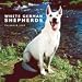 White German Shepherds 2009 Wall Calendar