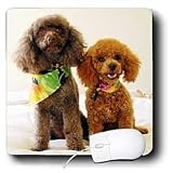 Dogs Poodle - Poodle Puppys - Mouse Pads