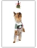 Yorkshire Terrier (Yorkie) Dog with Mistletoe Christmas Holiday Greeting Card 10 Pack Set Gifty Idea