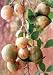 *RARE*AEGLE marmelos Tree*Bael Fruit*5 SEEDS*Aromatic*Fragrant*medicinal*#1138-A