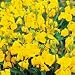 SUTTONS SEEDS: Wallflower Cloth of Gold Seeds (450 seeds)