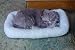 Realistic Breathing Stuffed animal Schnauzer