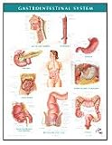 Netter Anatomy Charts: Gastrointestinal System Chart (Netter Charts)