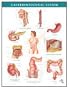Netter Anatomy Charts: Gastrointestinal System Chart, 1e (Netter Charts)