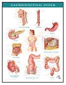 netter anatomy charts gastrointestinal system chart 1e netter charts