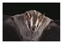Close View of a Bat in a Rain Forest in Costa Rica Subject Photographic Poster Print by Michael Melford, 16x12