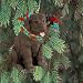Labrador Retriever Chocolate Christmas Ornament