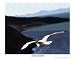 as the kittiwake flys. Freedom Emerging Artists Photographic Poster Print by Adventur...