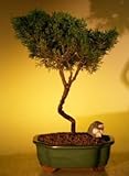 Bonsai Boy's Shimpaku Juniper Bonsai Tree juniperus chinensis