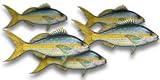 Yellowtail Snapper Fillet, 1 Pound