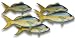 Yellowtail Snapper Fillet, 1 Pound